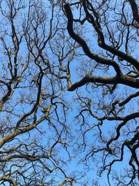 Low angle view of tree against clear blue sky