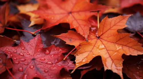 Close-up of autumn leaves