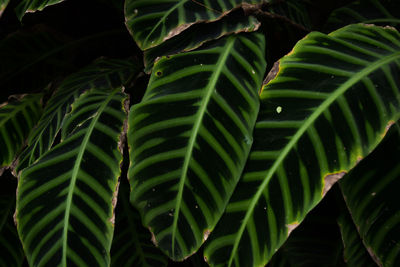 Close-up of plant leaves