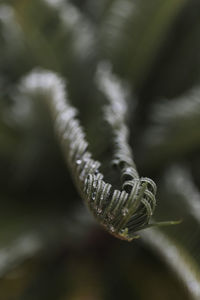 Close-up of a leaf