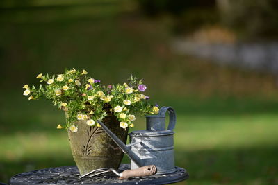 Close-up of potted plant and watering can on table