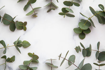 Close-up of leaves on white background