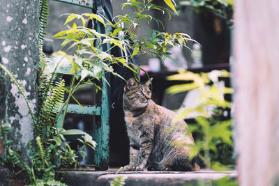 Sitting tiger-spotted cat