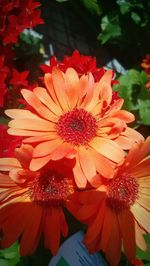 Close-up of red flower