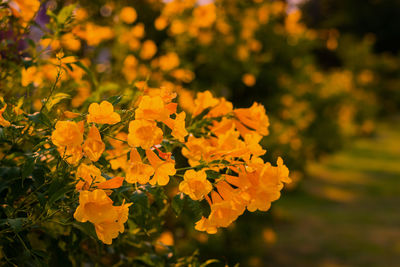 Close-up of yellow flowering plant on field