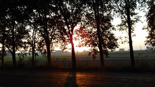 Trees on field against sky during sunset