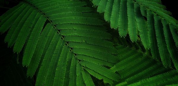 Close-up of fern leaves