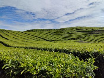 Scenic view of agricultural field against sky