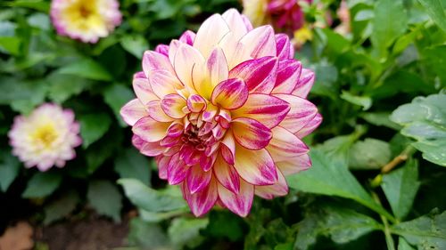 Close-up of pink flower blooming outdoors