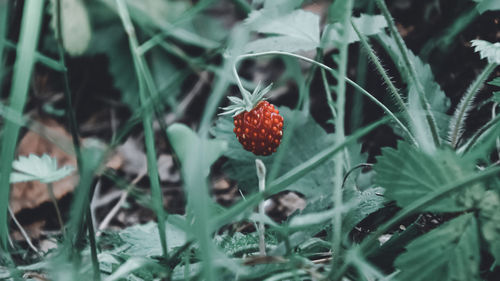 Close-up of strawberry on plant in field