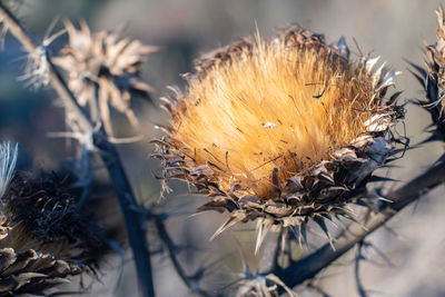 Close-up of dried plant