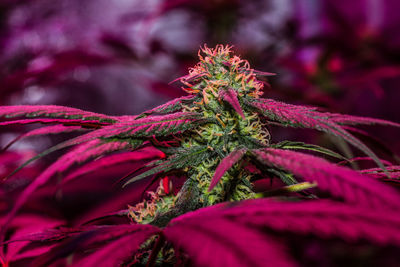 Close-up of pink cannabis flowering plant