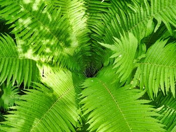 Full frame shot of green leaves