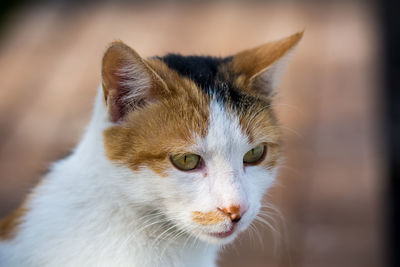 Close-up of cat looking away