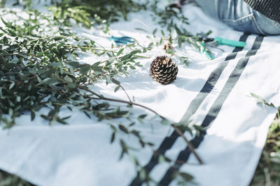 Close-up of plants and pine cone on white fabric