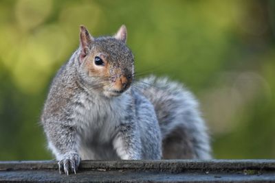 Close-up portrait of squirrel