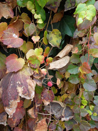 Close-up of leaves on branch