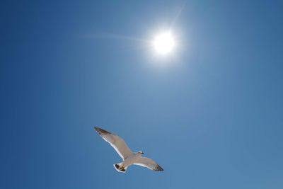 Low angle view of seagull flying in sky