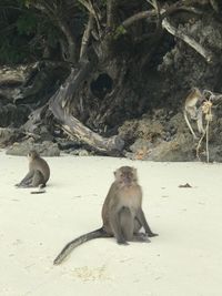 Monkey sitting on sand