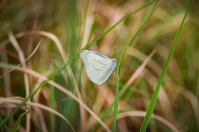Close-up of butterfly on white flower