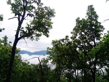 Low angle view of trees in forest against sky