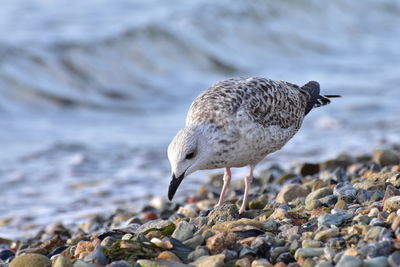 High angle view of seagull on rock at beach