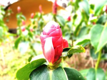 Close-up of pink rose