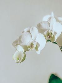 Close-up of white orchid