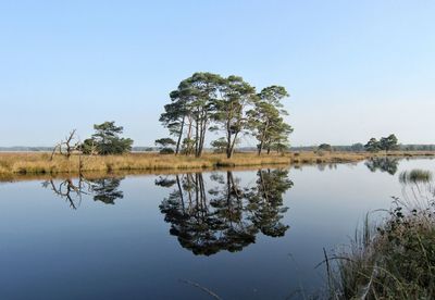 Reflection trees against clear sky on calm lake