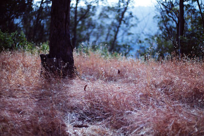 Trees on field in forest