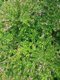 Full frame shot of flowering plants