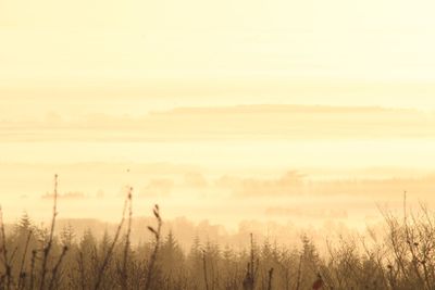 Plants on field against sky during sunset