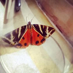 Close-up of butterfly on leaf