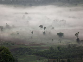 High angle view of trees on field against sky