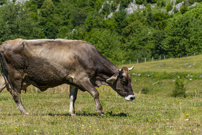 Side view of horse on field