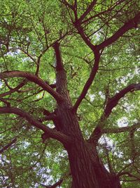 Low angle view of trees