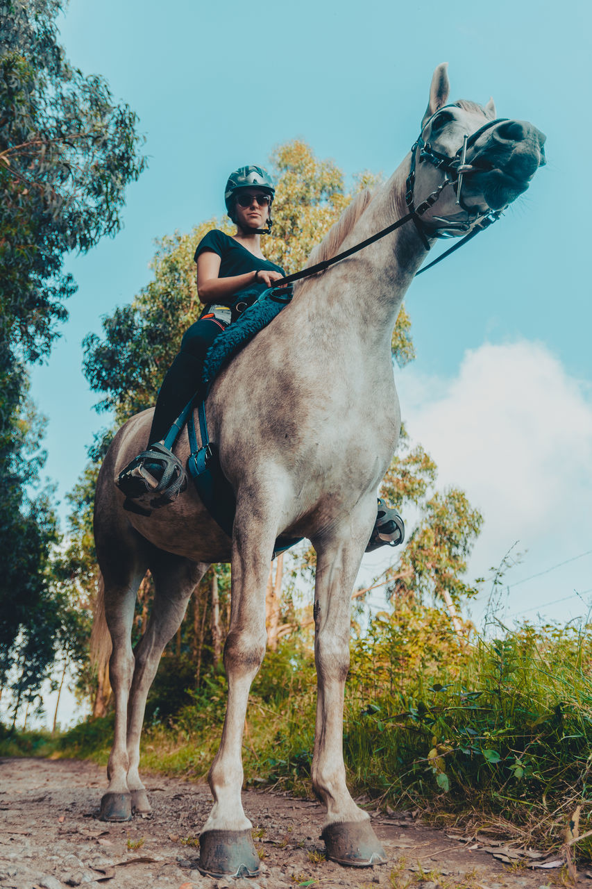 VIEW OF MAN RIDING HORSE BY TREES