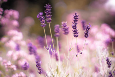 Close-up of purple flowering plants on field