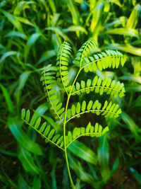 Close-up of green leaf on field