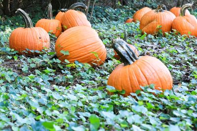 Pumpkins on field during autumn