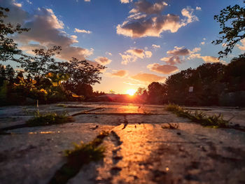 Surface level of trees against sky during sunset