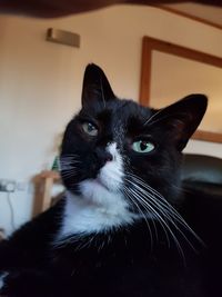 Close-up portrait of cat at home