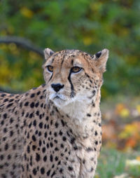 Close-up of cheetah looking away at zoo