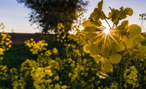 Close-up of yellow flowering plant against sky