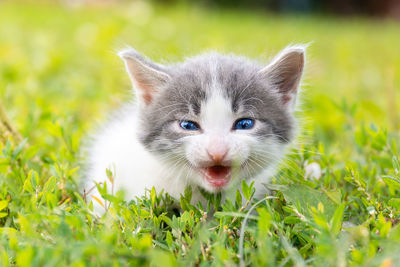 Close-up portrait of kitten on field