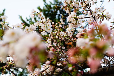 Low angle view of apple blossoms in spring