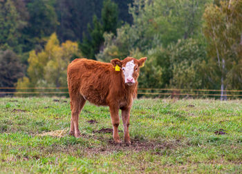 Cow standing in a field