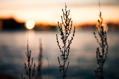 Close-up of stalks against sky during sunset