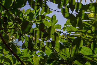 Low angle view of leaves growing on tree in forest