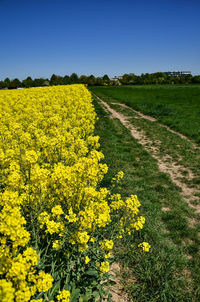 Scenic view of oilseed rape field against sky